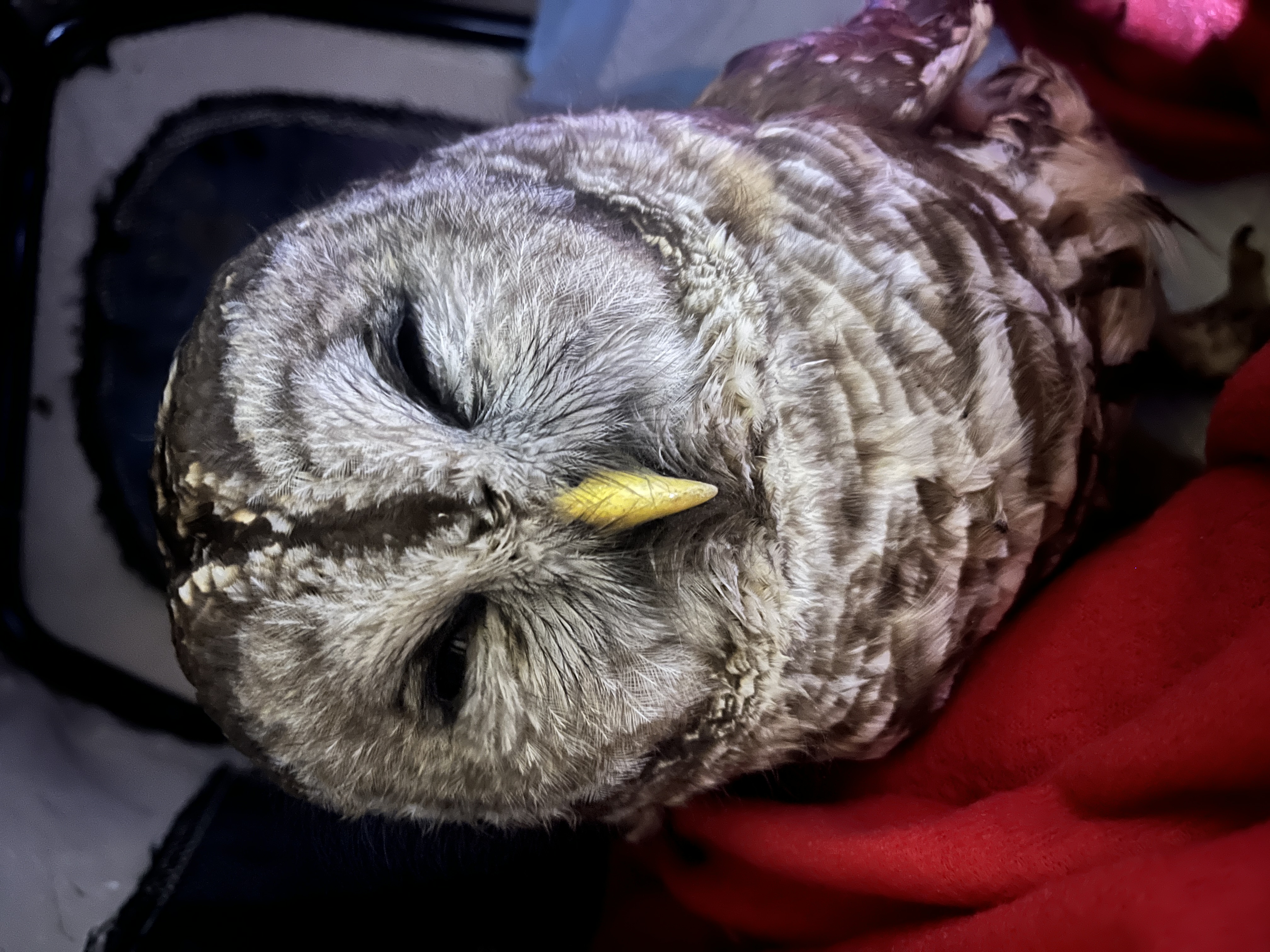Barred Owl brought to A Place Called Hope, in Killingsworth, lethargic and bleeding internally that died.